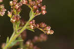 Hairy pinweed